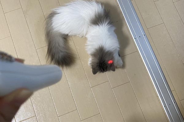 猫飼い丸5年の人間が「本当に買ってよかった」と思った猫グッズ5選
