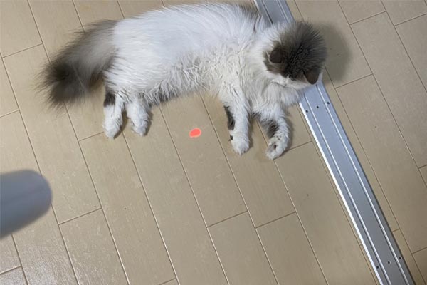 猫飼い丸5年の人間が「本当に買ってよかった」と思った猫グッズ5選