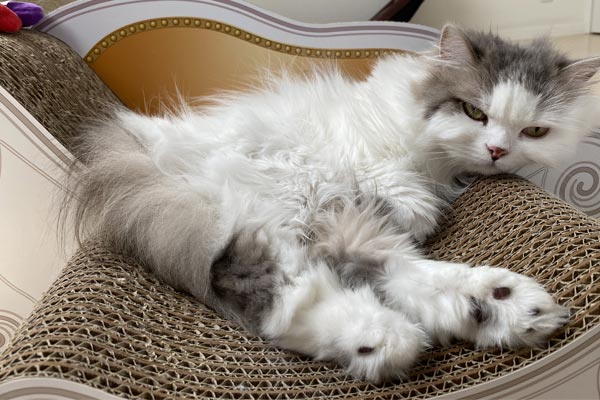 猫飼い丸5年の人間が「本当に買ってよかった」と思った猫グッズ5選