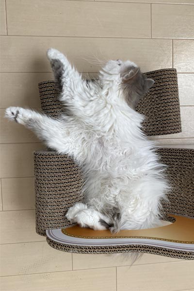 猫飼い丸5年の人間が「本当に買ってよかった」と思った猫グッズ5選