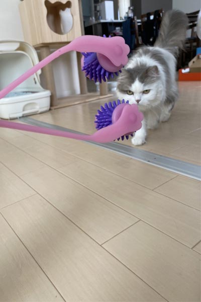 猫飼い丸5年の人間が「本当に買ってよかった」と思った猫グッズ5選