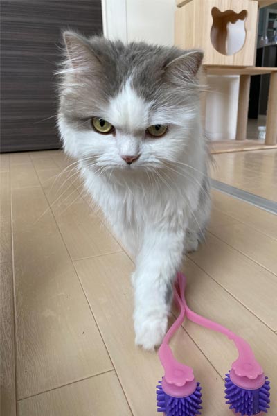 猫飼い丸5年の人間が「本当に買ってよかった」と思った猫グッズ5選