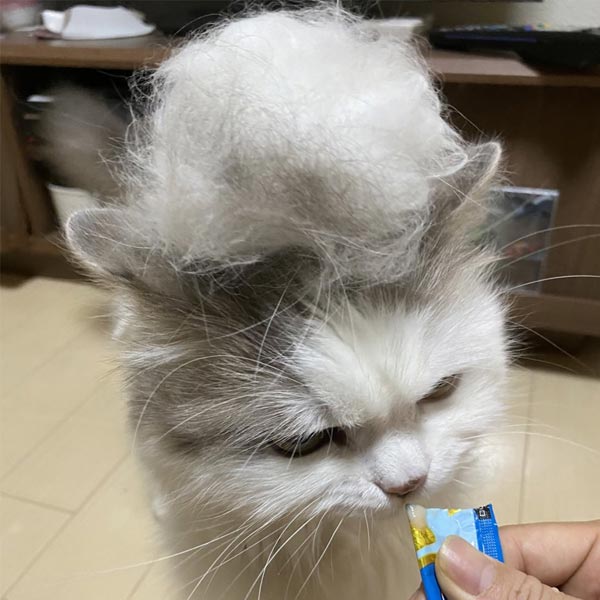 猫飼い丸5年の人間が「本当に買ってよかった」と思った猫グッズ5選