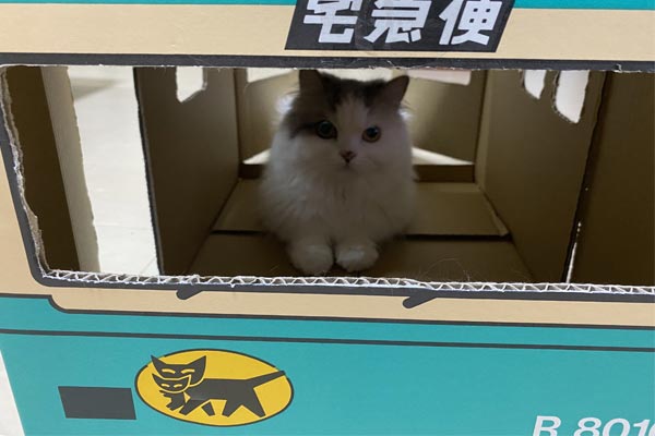 猫飼いはクロネコヤマトの「ウォークスルーボックス」をチェックすべし！ 猫ファーストを考えた工夫も公開