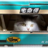 猫飼いはクロネコヤマトの「ウォークスルーボックス」をチェックすべし！ 猫ファーストを考えた工夫も公開